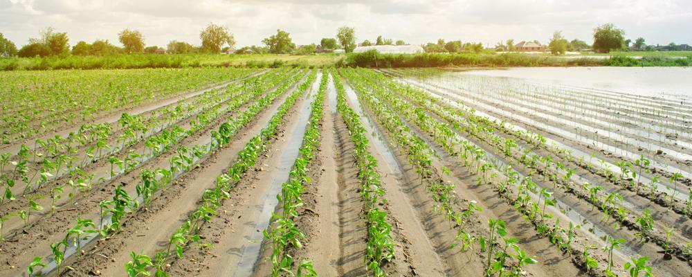 Kentucky crop insurance attorney