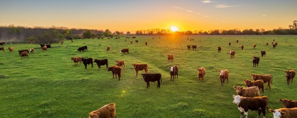 Missouri livestock insurance lawyer